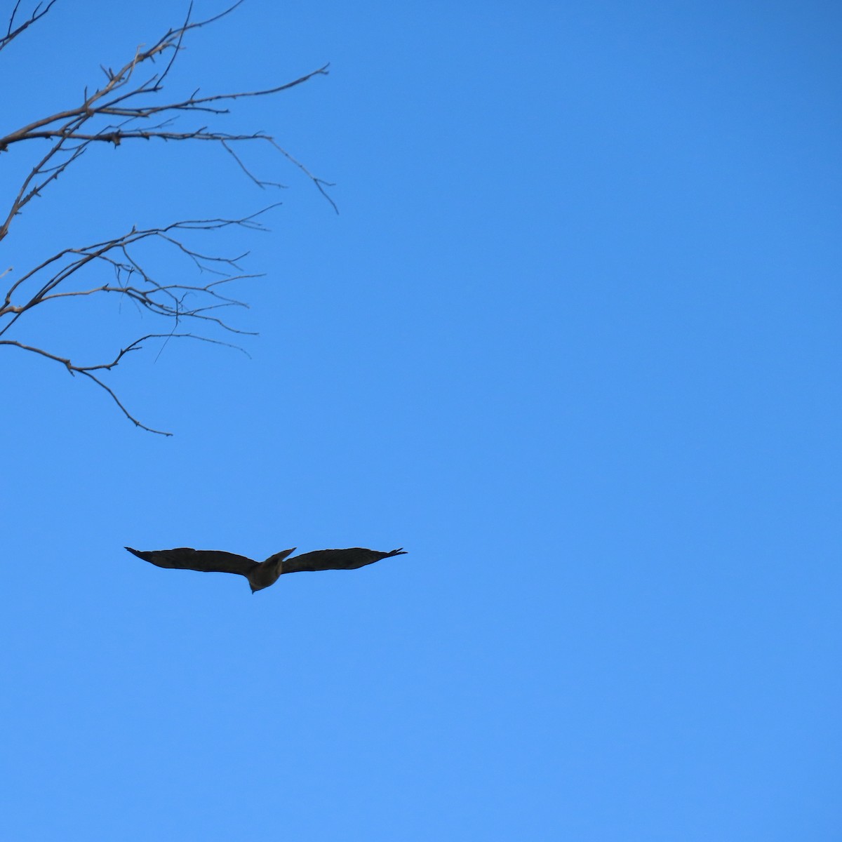 Accipitridae sp. (hawk sp.) - ML640843139