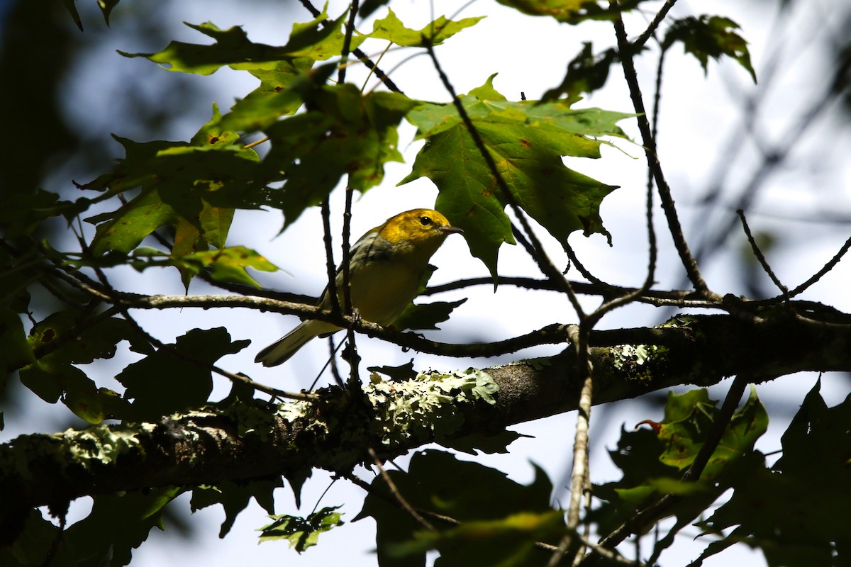 Black-throated Green Warbler - ML640843141
