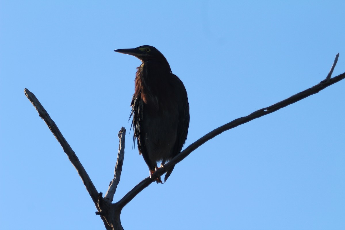 Green Heron - ML640843143