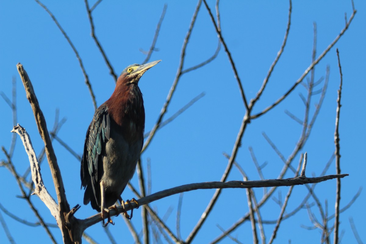 Green Heron - ML640843144