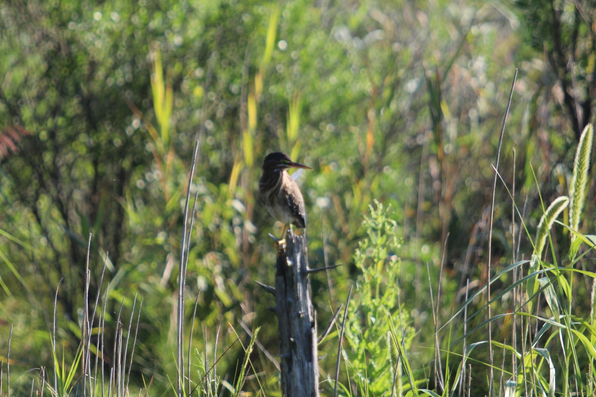 Green Heron - ML640843146