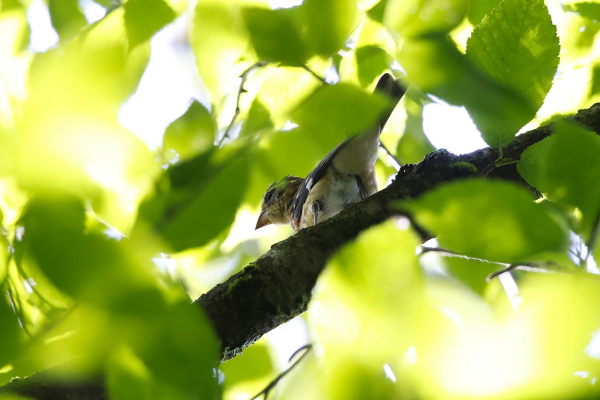 Rose-breasted Grosbeak - ML640843157
