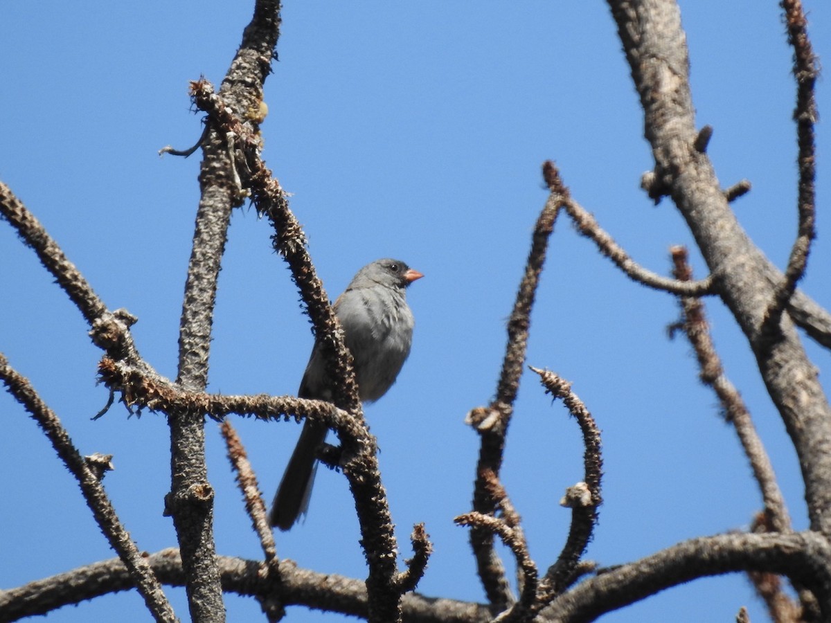 Black-chinned Sparrow - ML640843171