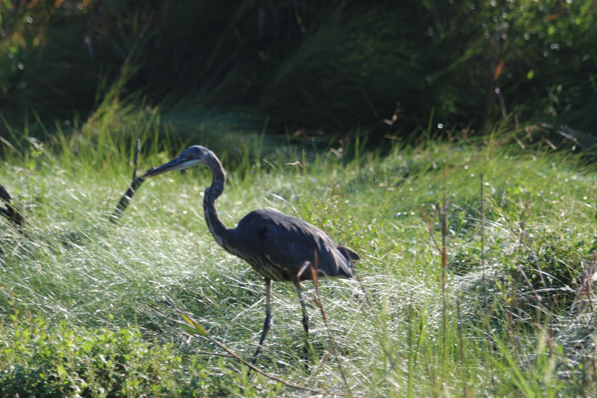 Great Blue Heron - ML640843189