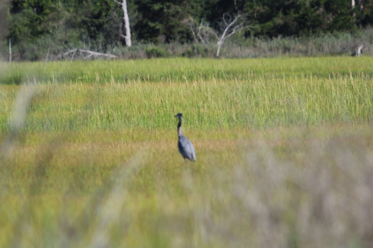 Great Blue Heron - ML640843190