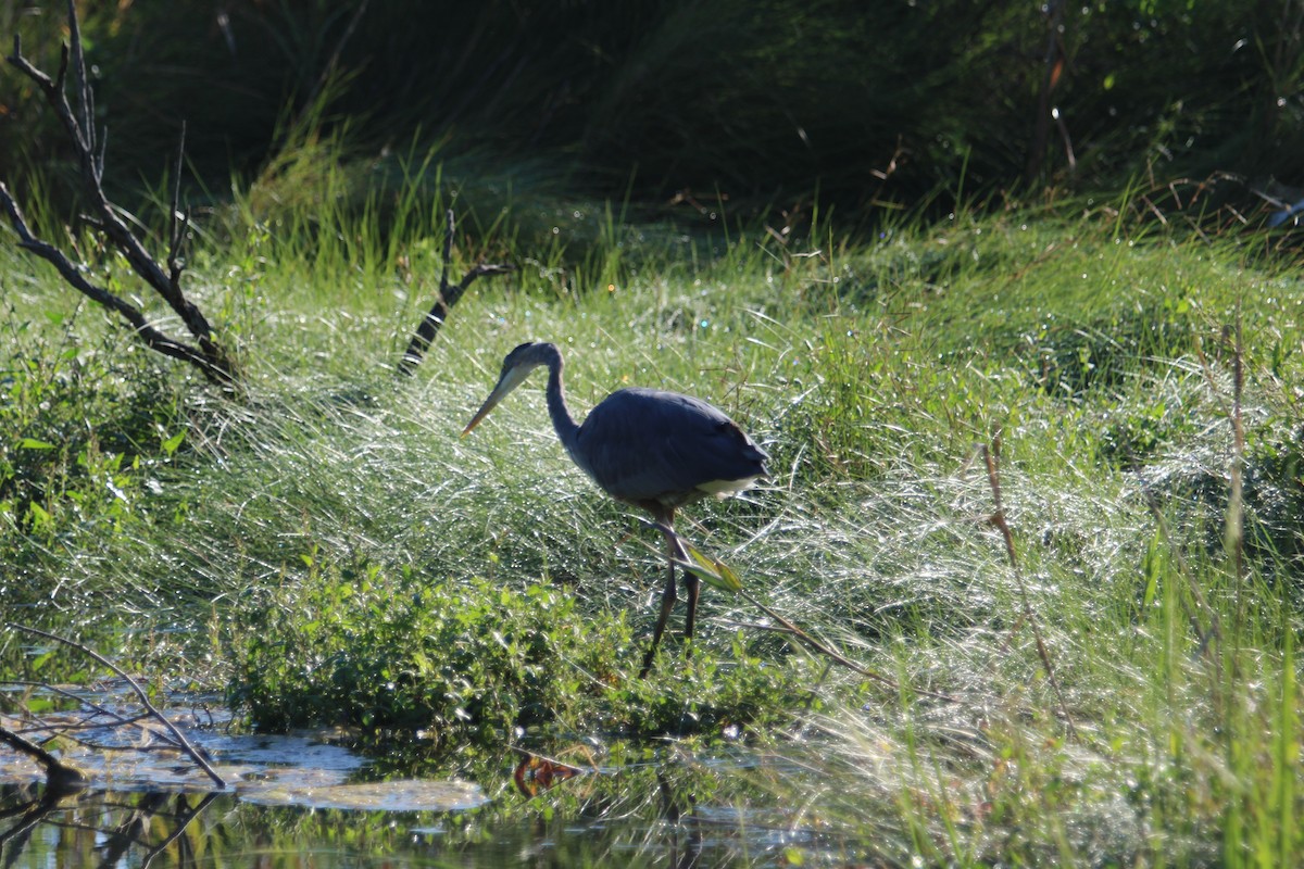 Great Blue Heron - ML640843191