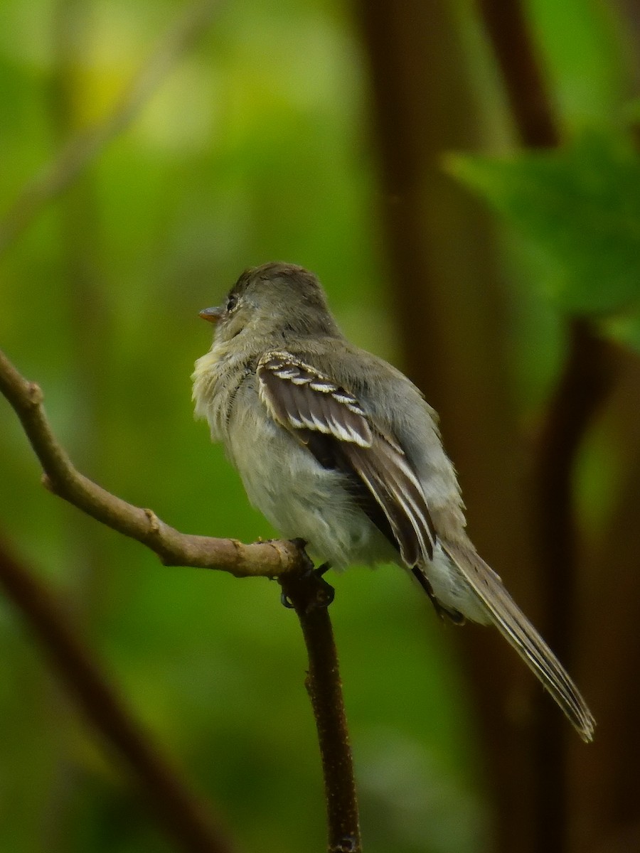 Tumbes Pewee - ML640843202