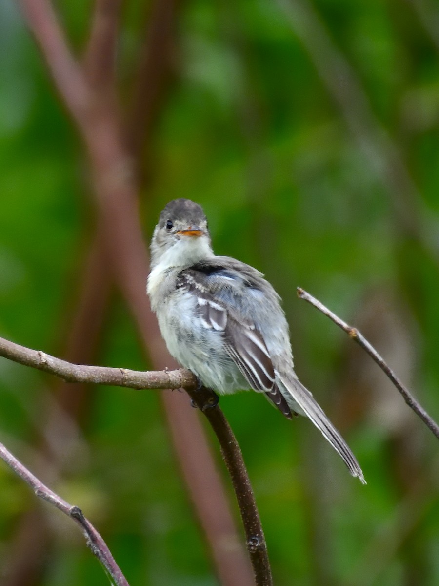 Tumbes Pewee - ML640843205