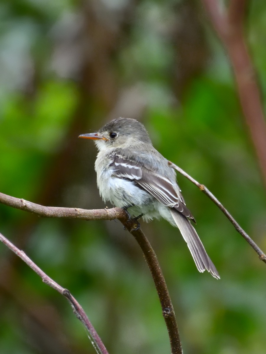 Tumbes Pewee - ML640843206