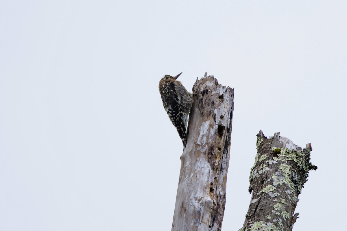 Yellow-bellied Sapsucker - ML640843222