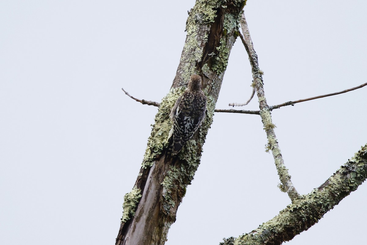 Yellow-bellied Sapsucker - ML640843223