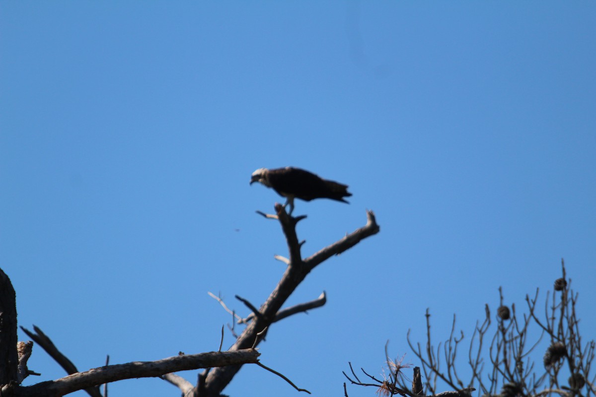 Osprey - ML640843230