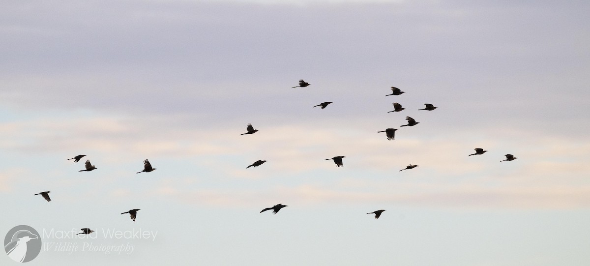 Great-tailed Grackle - ML640843266