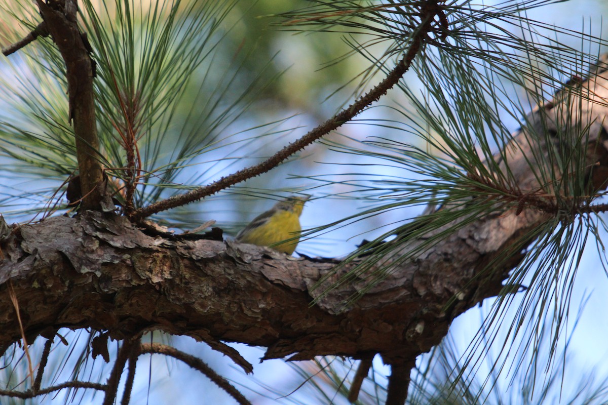Pine Warbler - ML640843283