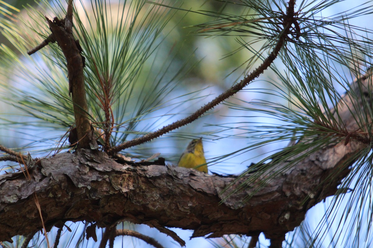 Pine Warbler - ML640843284
