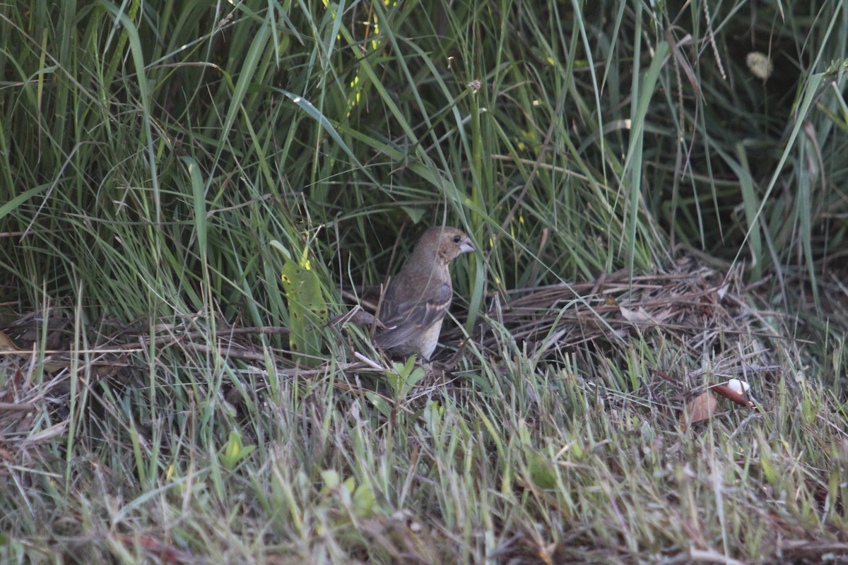 Blue Grosbeak - ML640843302