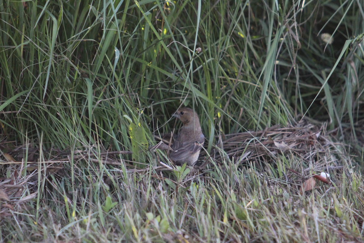 Blue Grosbeak - ML640843303