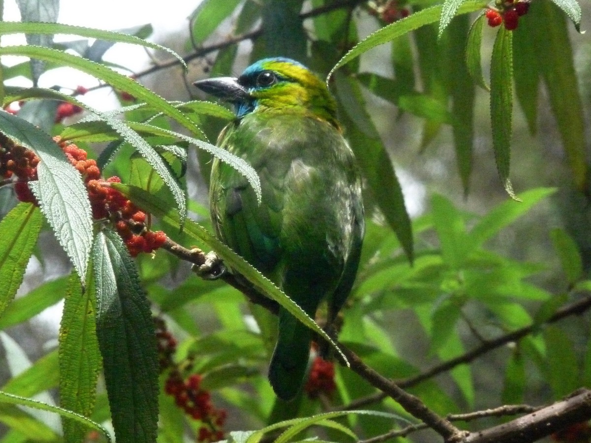 Golden-naped Barbet - ML640843348