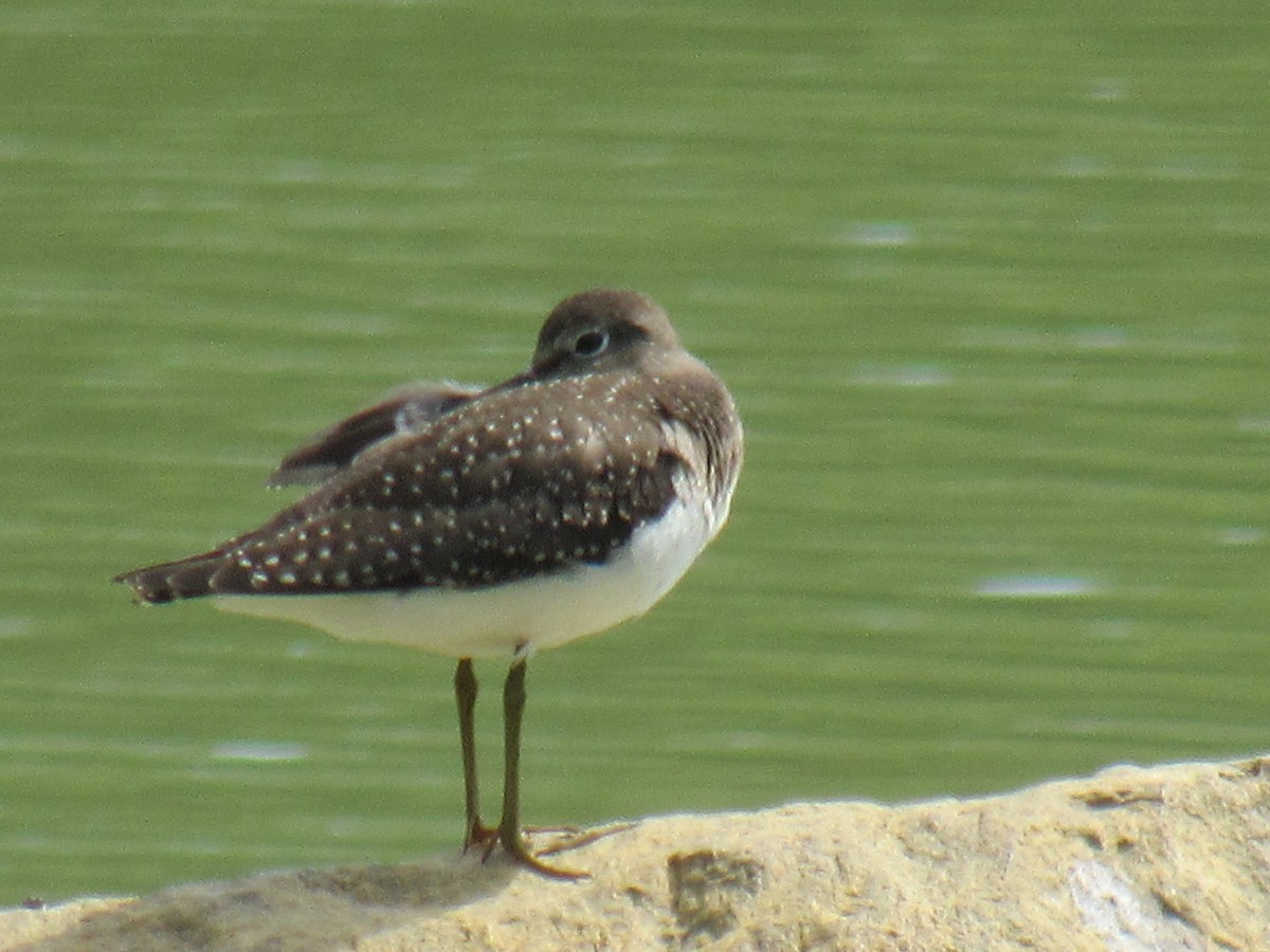 Solitary Sandpiper - ML640843350