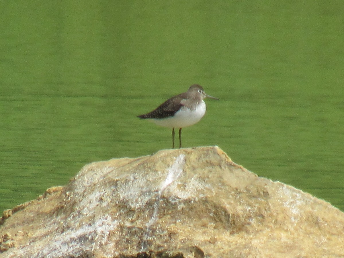 Solitary Sandpiper - ML640843351