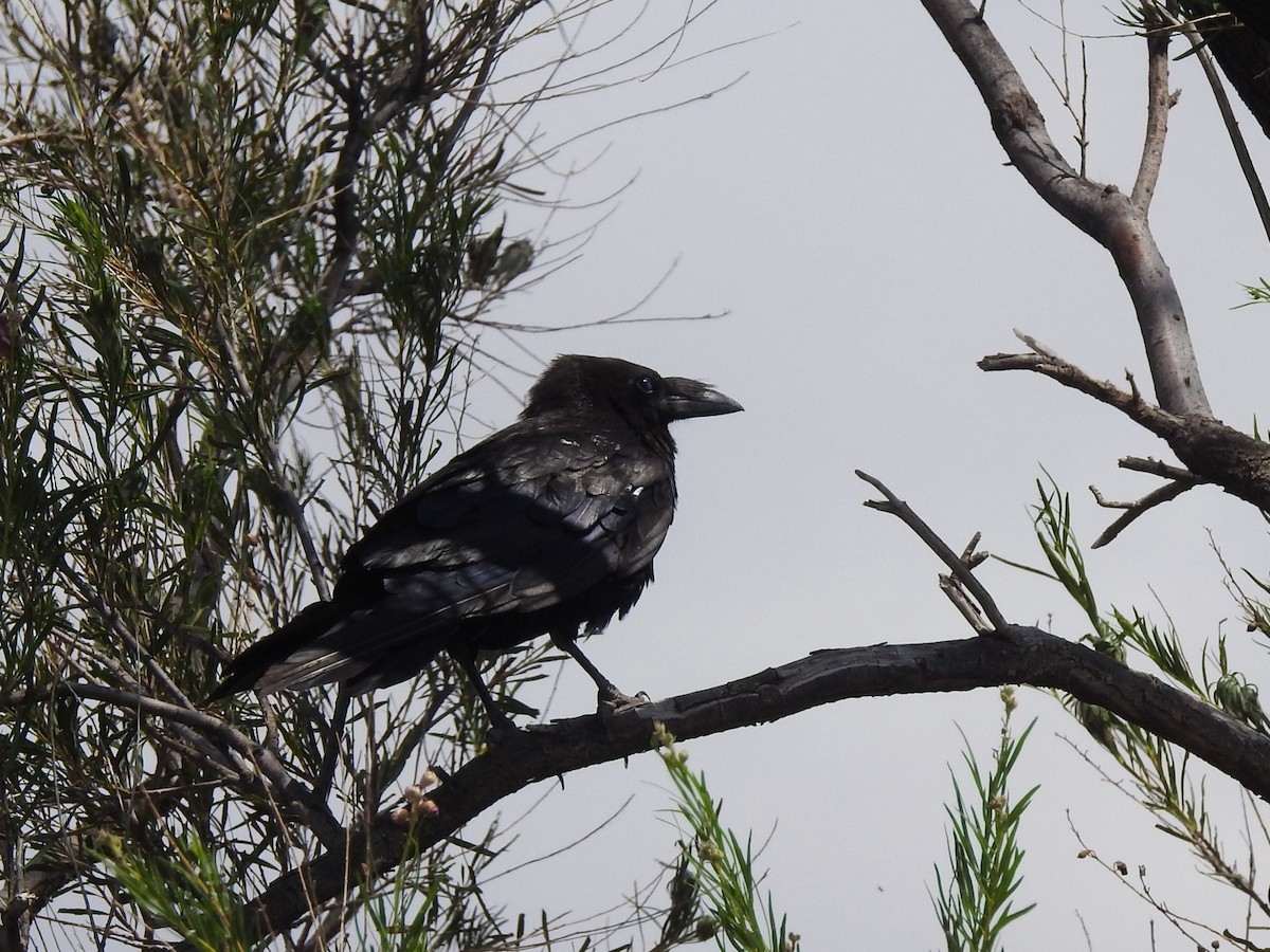 kaktusravn - ML640843358