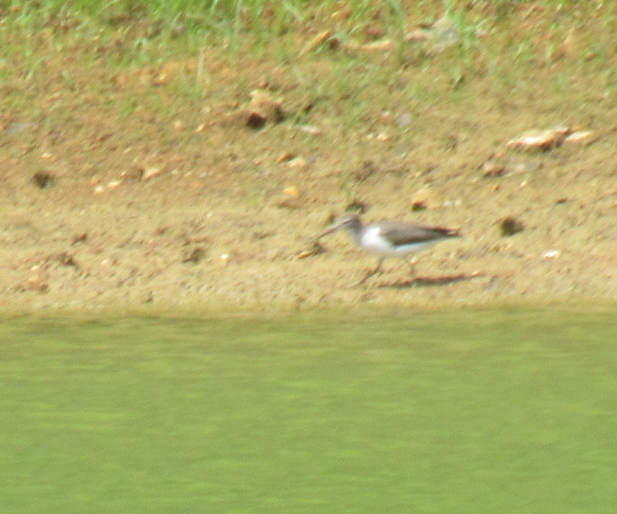 Spotted Sandpiper - ML640843364