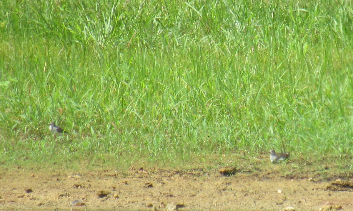 Spotted Sandpiper - ML640843365