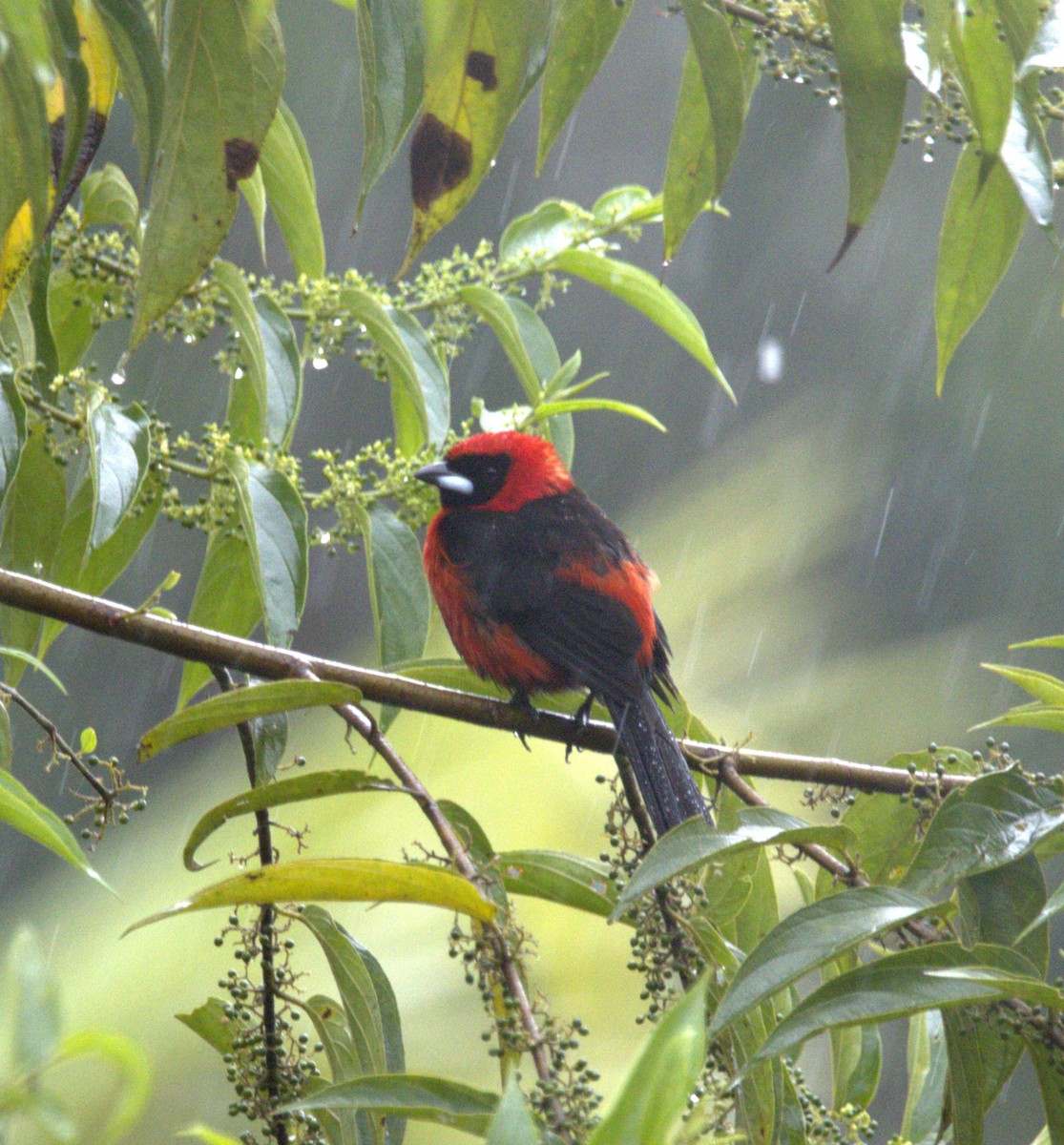 Masked Crimson Tanager - ML640843409