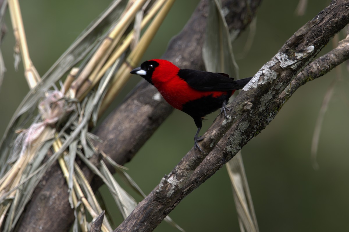 Masked Crimson Tanager - ML640843415
