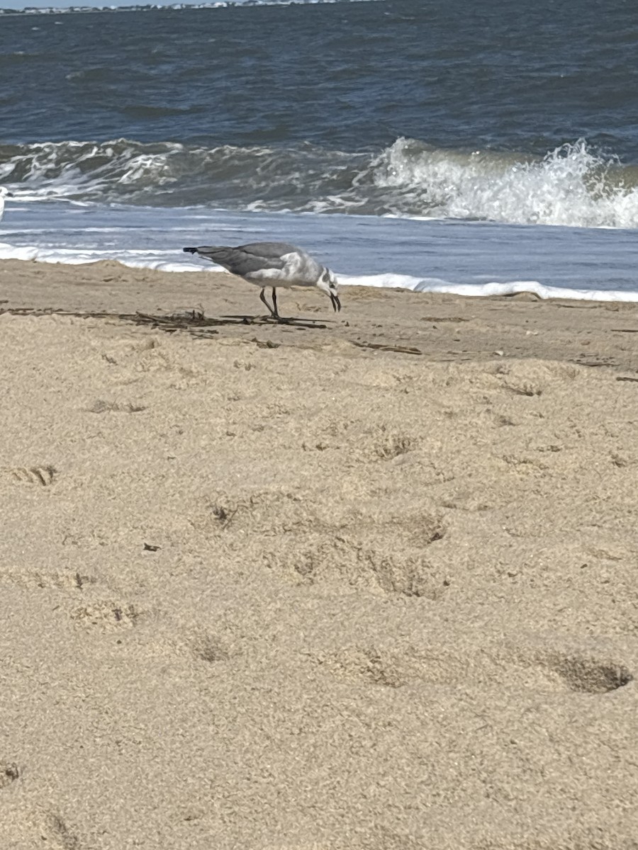 Laughing Gull - ML640843436