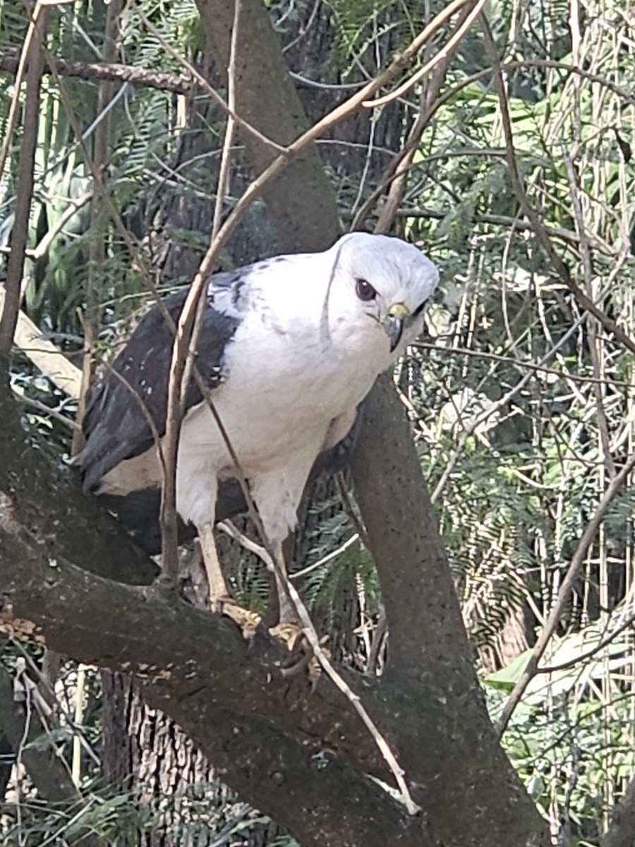 White-necked Hawk - ML640843505