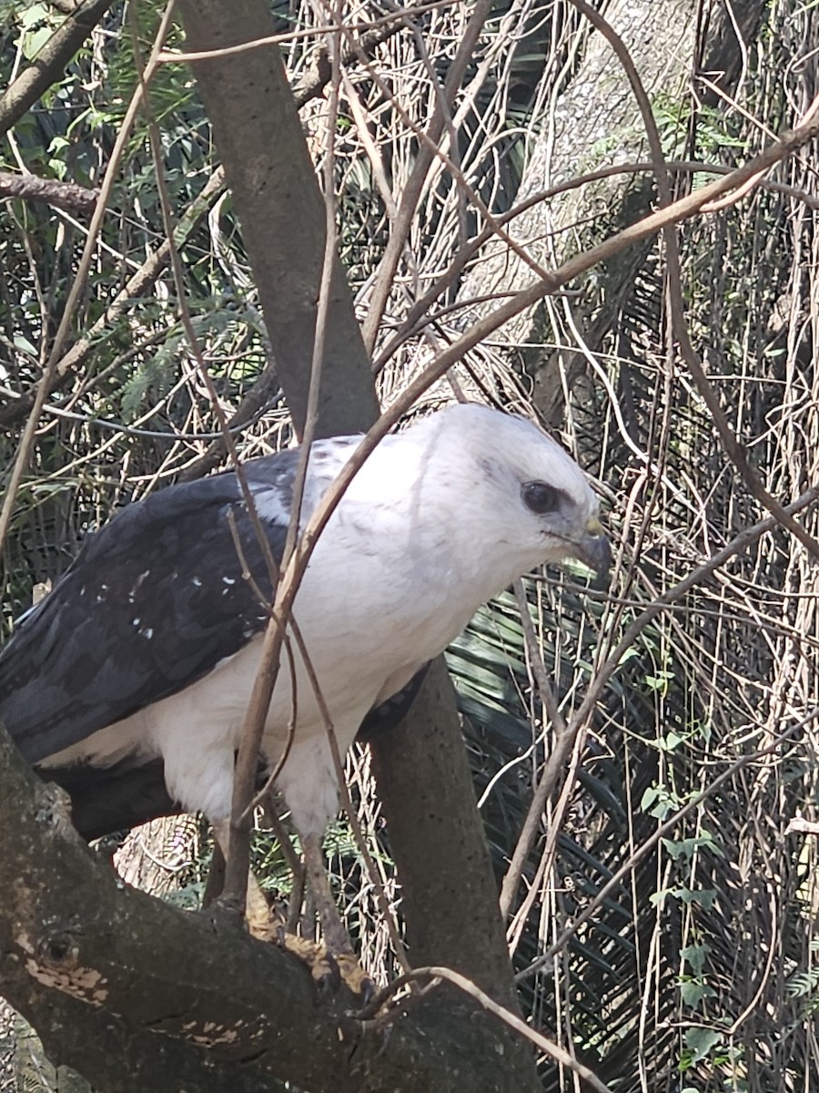 White-necked Hawk - ML640843506