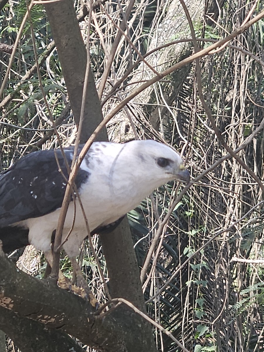 White-necked Hawk - ML640843507