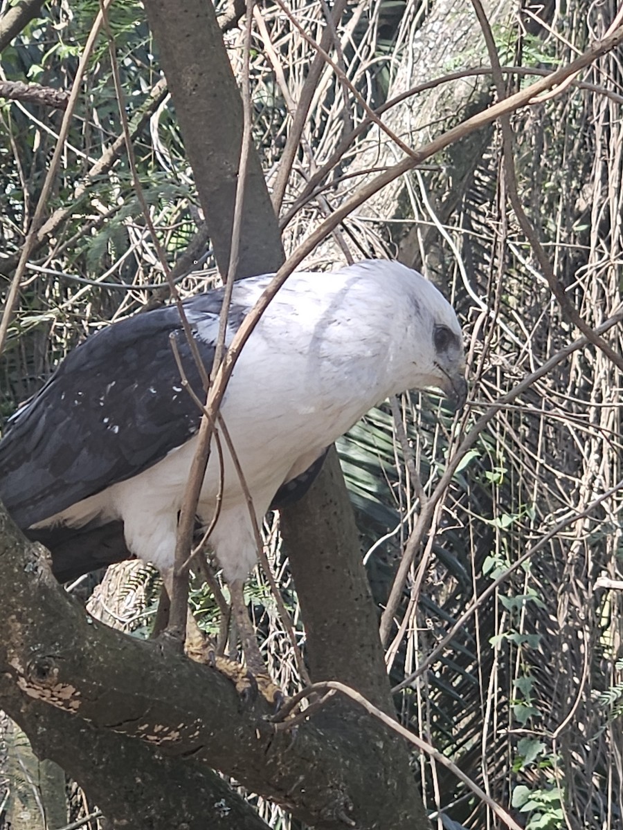White-necked Hawk - ML640843508