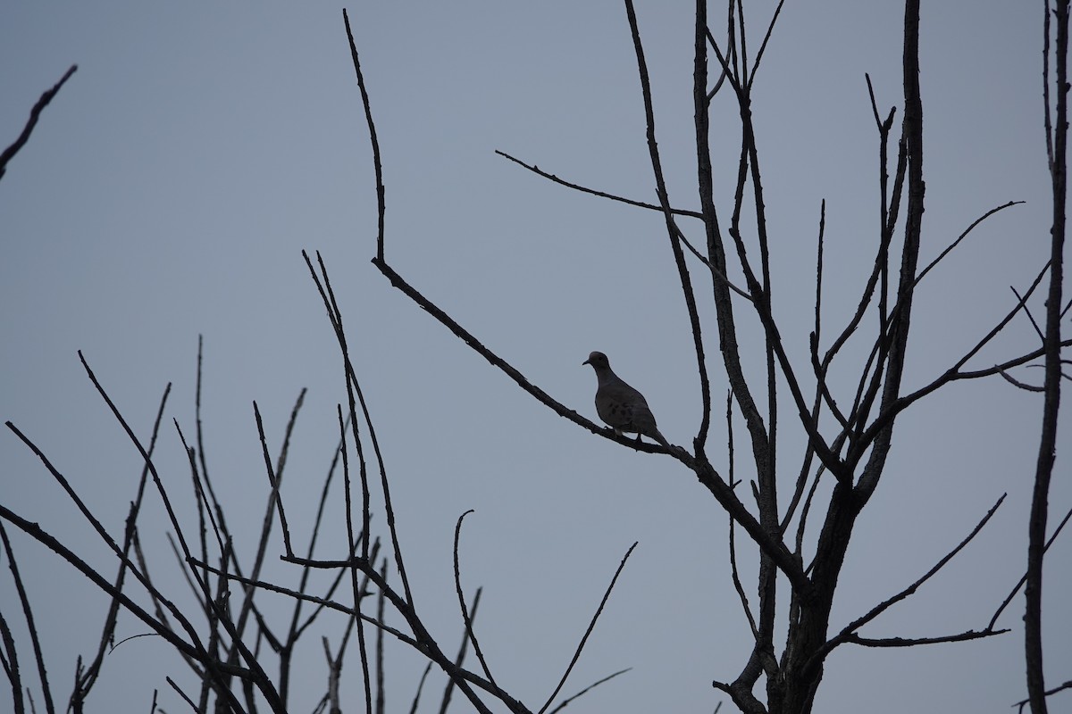 Mourning Dove - ML640843512