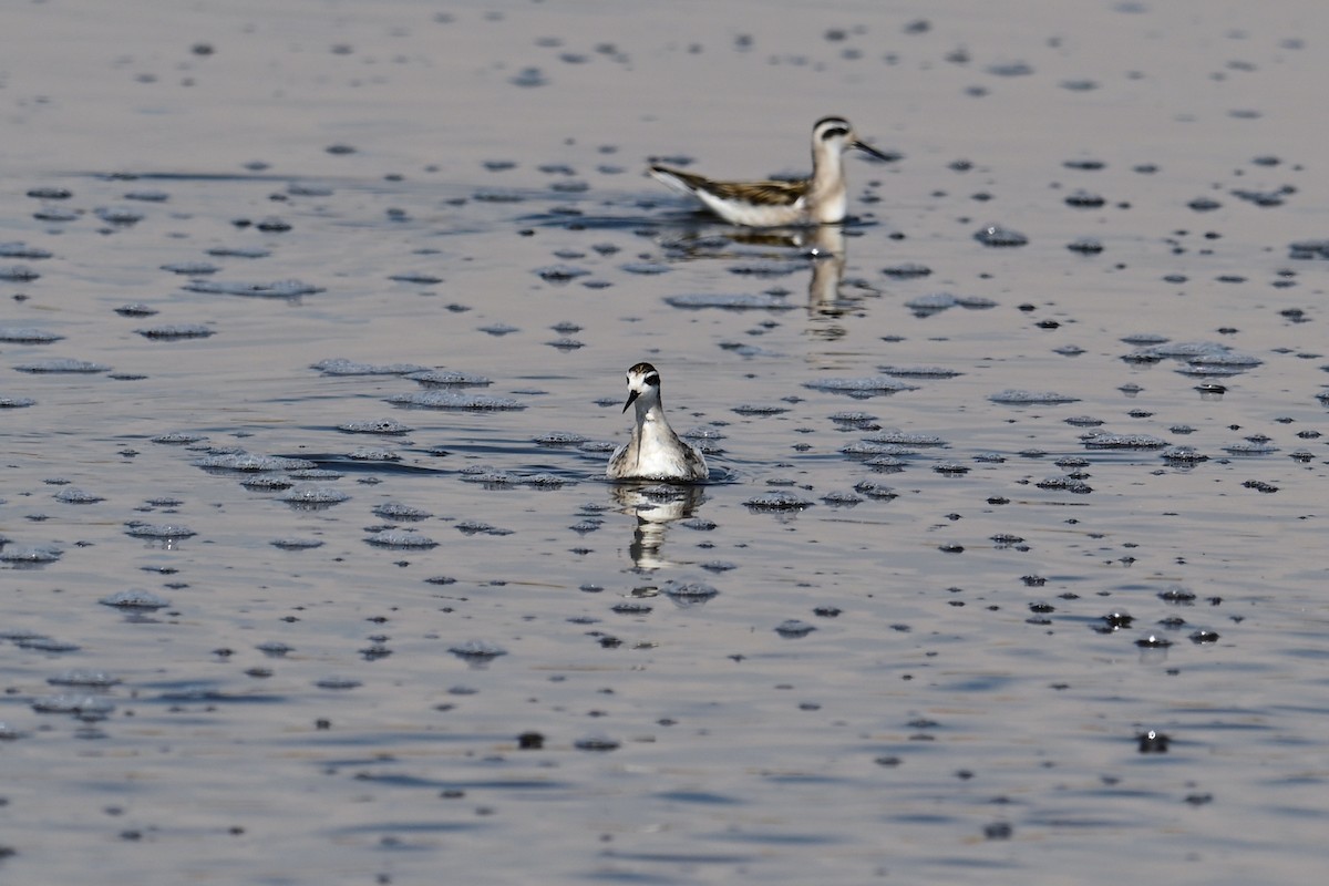 Red-necked Phalarope - ML640843537