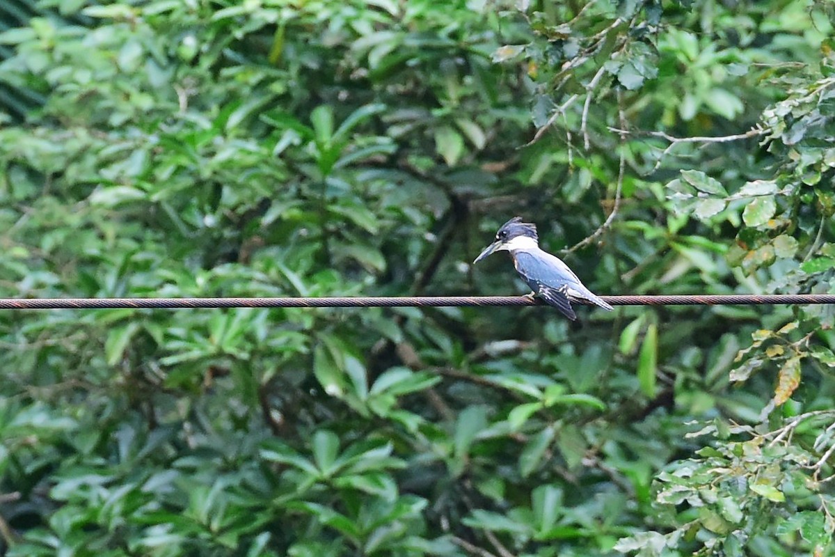 Ringed Kingfisher - ML640843574