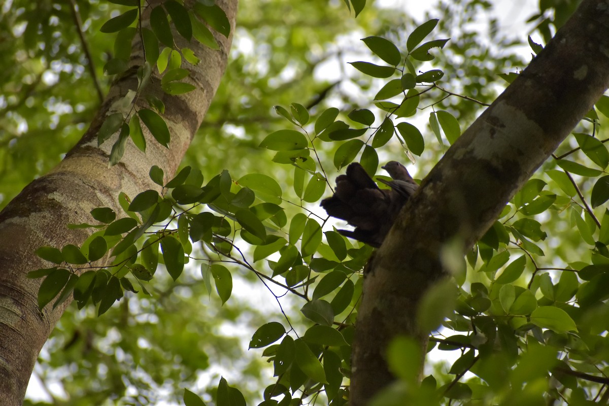 Short-billed Pigeon - ML640843575