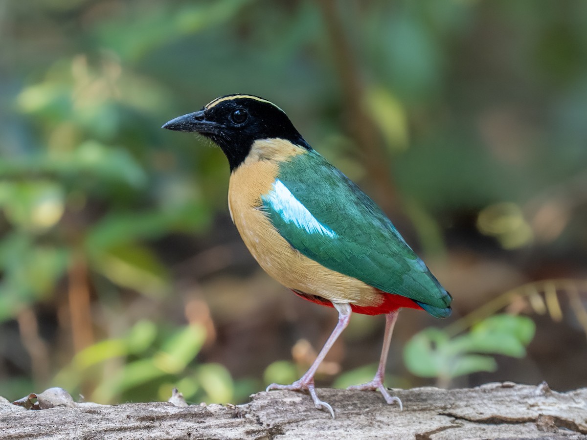 Elegant Pitta - ML640843576