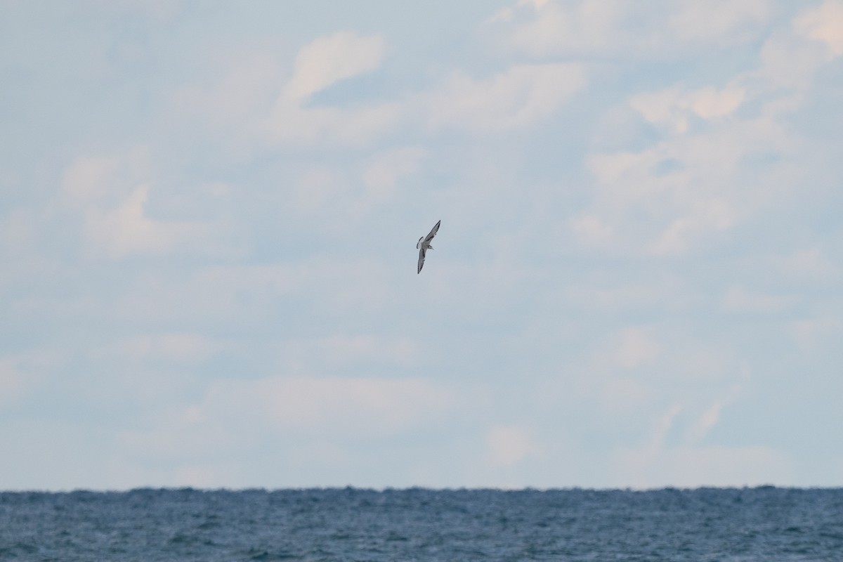 Bonaparte's Gull - ML640843579