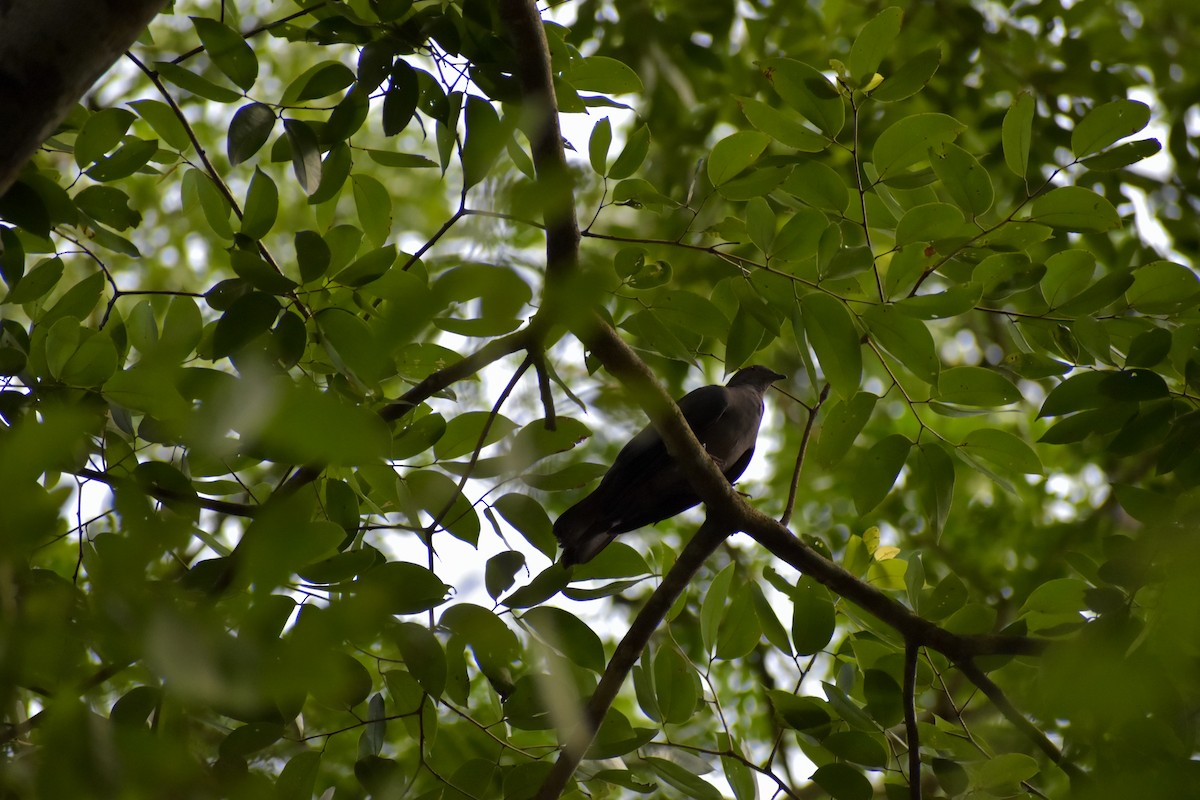 Short-billed Pigeon - ML640843580