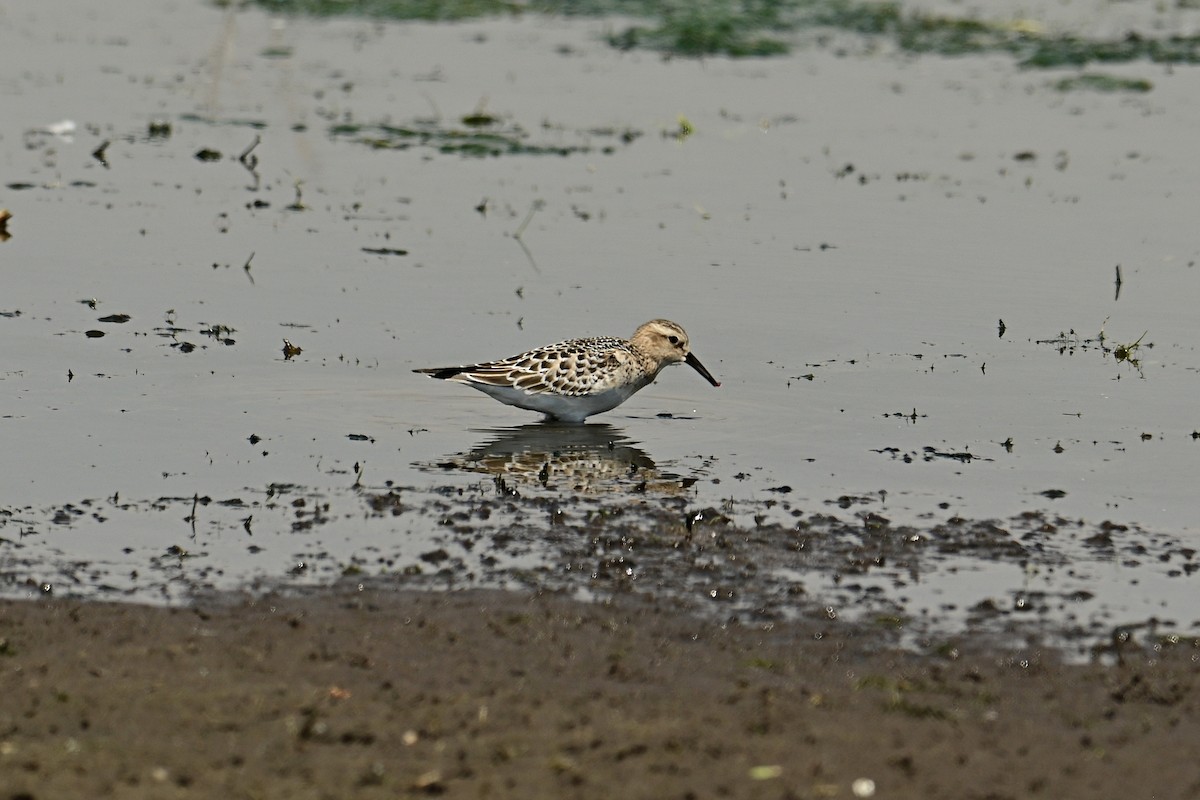 Baird's Sandpiper - ML640843612