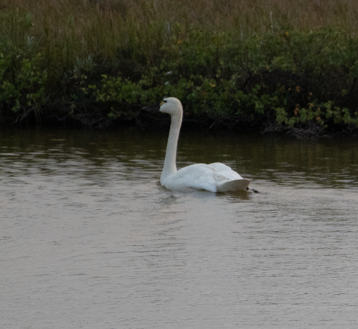 Tundra Swan - ML640843625