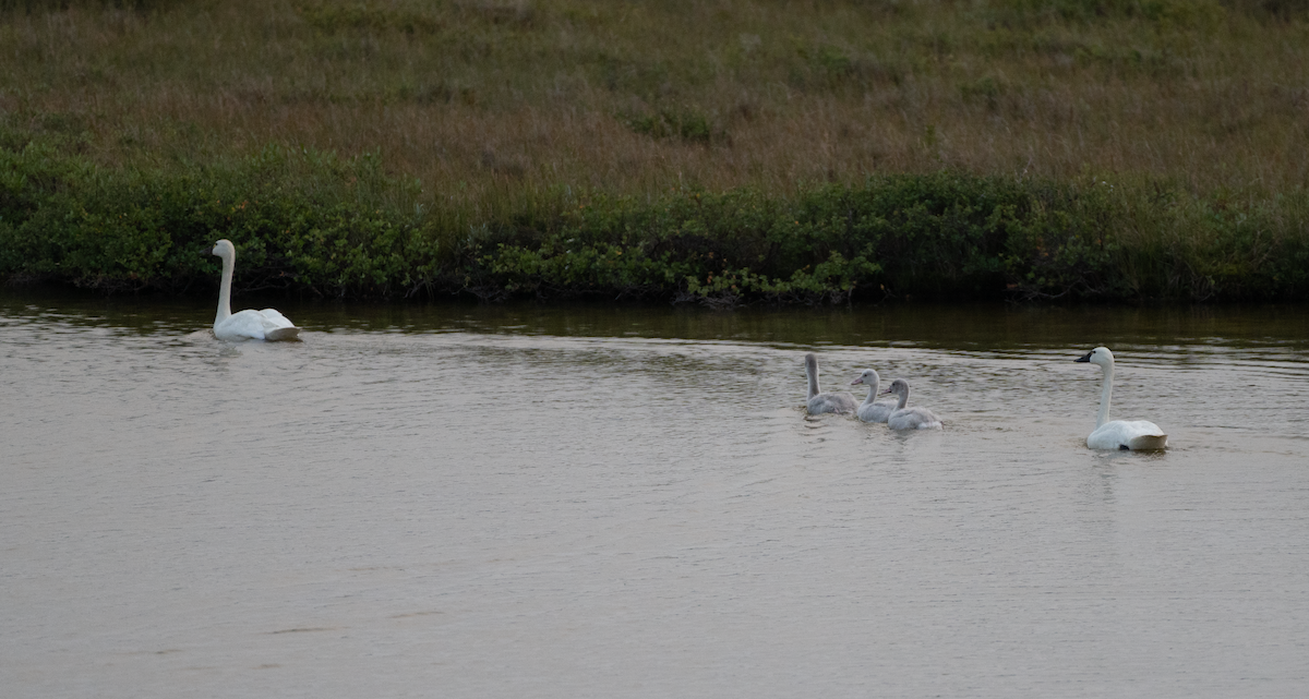 Tundra Swan - ML640843641
