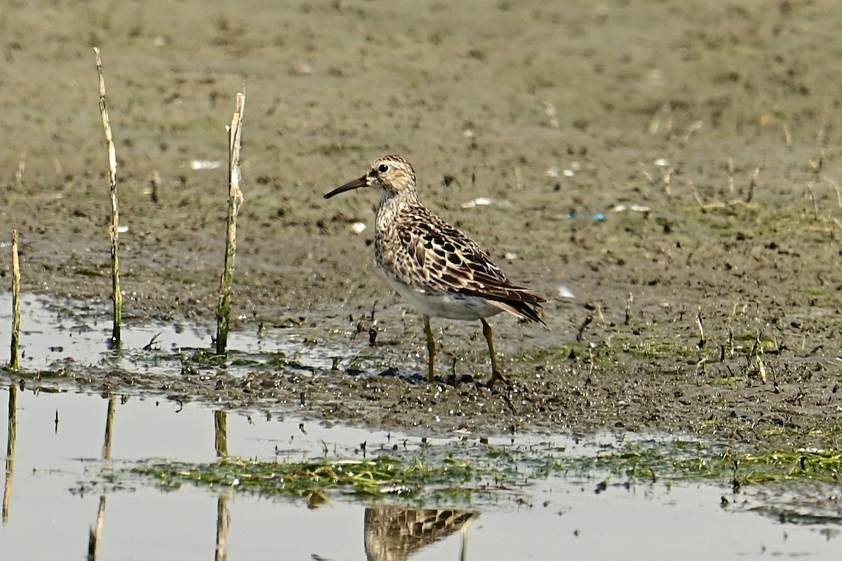 Pectoral Sandpiper - ML640843643