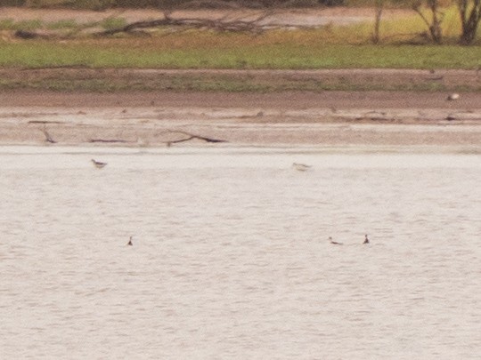 Red-necked Phalarope - ML640843814