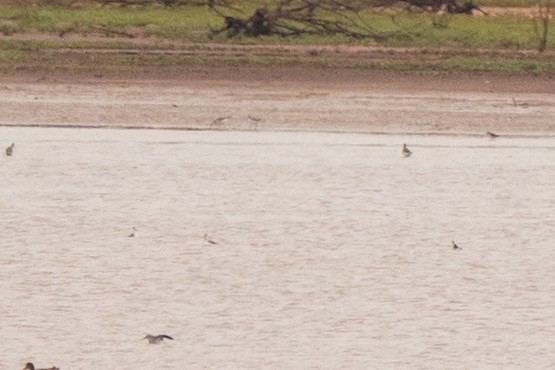 Red-necked Phalarope - ML640843815