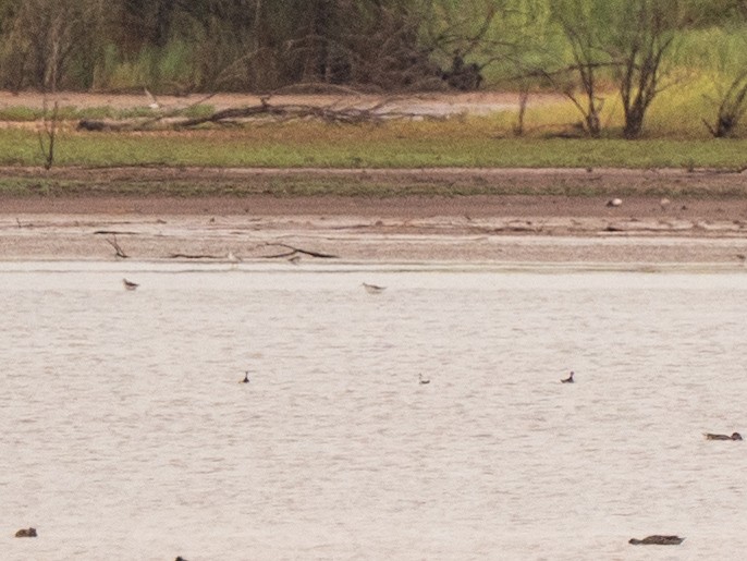 Red-necked Phalarope - ML640843816