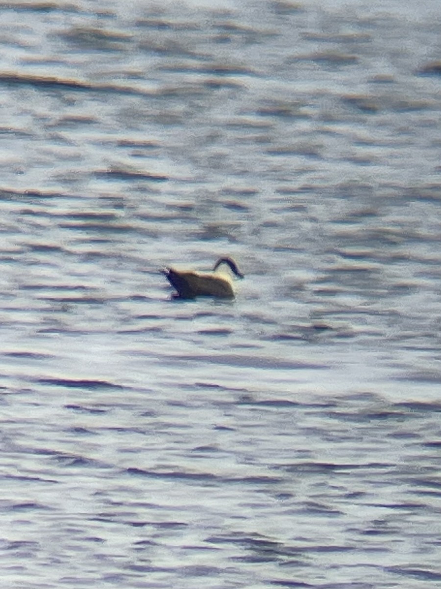 Long-tailed Jaeger - ML640843878