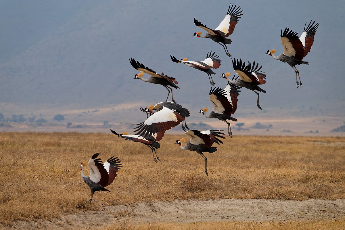 Gray Crowned-Crane - ML640843881